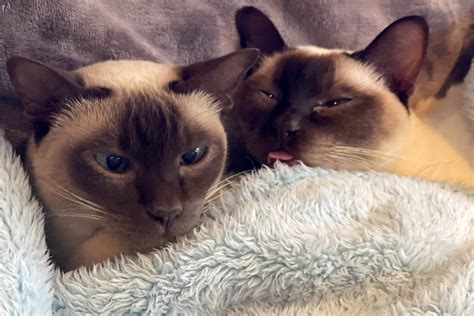 Siamese vs Burmese Cat: What is the Difference? - Cat-World