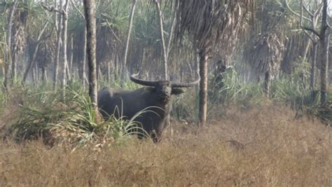 Australia Water Buffalo Hunt Outdoors International