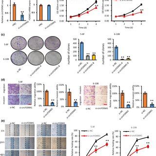 Circfoxm Knockdown Inhibits The Proliferation Migration And Invasion