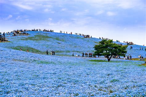 国営ひたち海浜公園のネモフィラ 撮影レポート デジタル試しうち