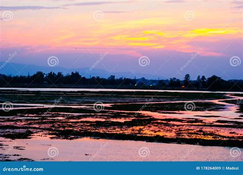 Sunset on the rice field stock image. Image of field - 178264009