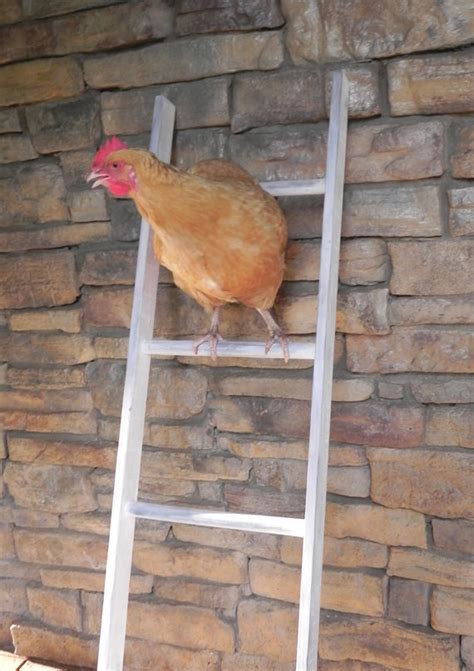 Perching Ladder Roosting Ladderchicken Ladder Ladderrustic Ladder Chicken Wooden Ladder