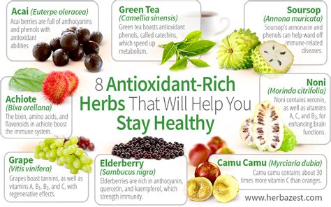 8 Antioxidant Rich Herbs That Will Help You Stay Healthy Herbazest