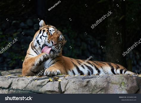 Tiger Lying Down Licking Paw Stock Photo 2214491149 Shutterstock