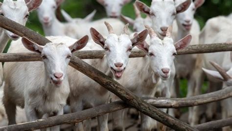 Social Enrichment For Your Goats Jaguza Farm Support