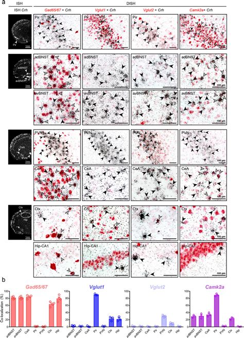 Neurochemical Identity Of Crh Expressing Neurons In The Mouse Brain A