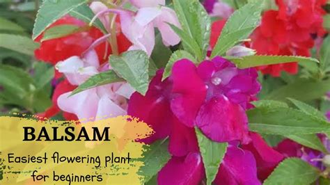 How To Grow Balsam Flowers Summer Flowering Plant Easy To Grow