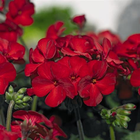 Пеларгония Calliope Dark Red (105 фото) - фото - картинки и рисунки ...