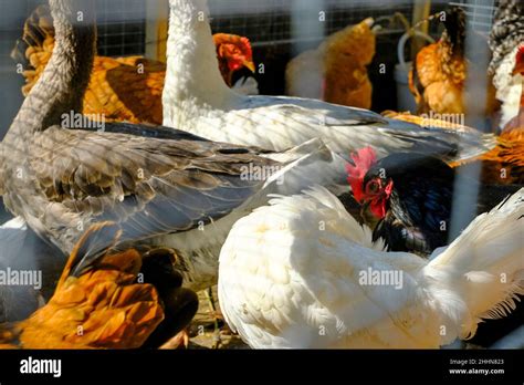 Lots Of White Roosters Brown Hens Across Hens In The Farm Close Up