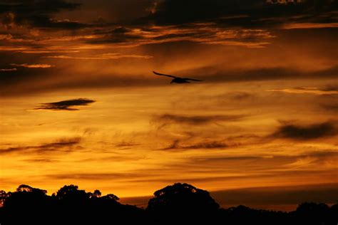 Hd Wallpaper Pier Sunset Silhouette Photo Of Tree At Golden Hour