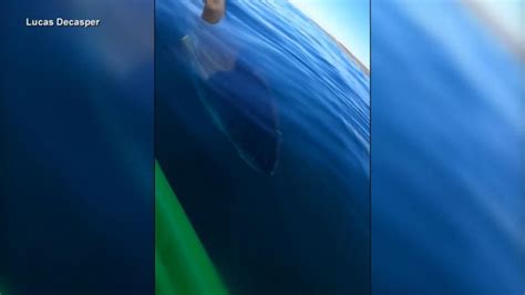 Kayaker Encounters Great White Shark Gma