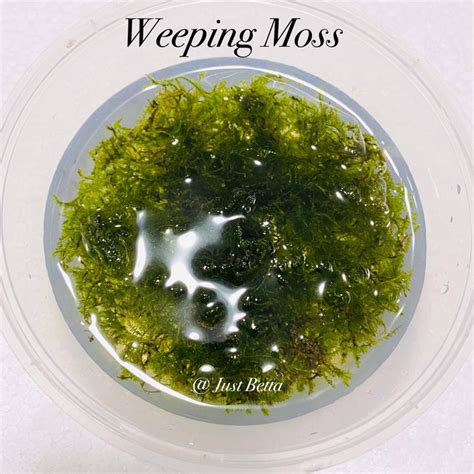 Weeping Moss - Aquarium Live Plant Aquatic Moss Aquascape Aquascaping ...