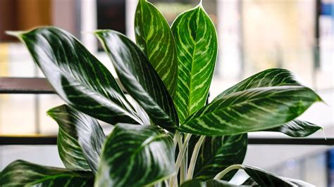 25 Indoor Plants That Thrive In Low Light