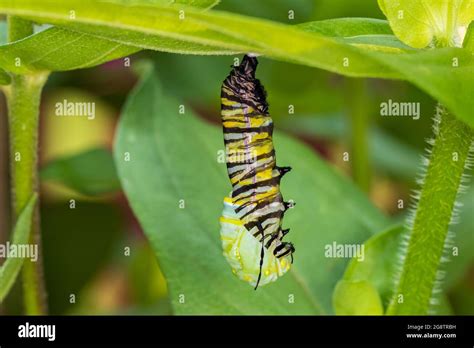 La Chenille De Papillon De Monarque Se Mariant La Chrysalide