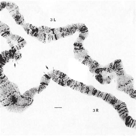 The Third Polytene Chromosome Of Adult Malpighian Tubules Day Old