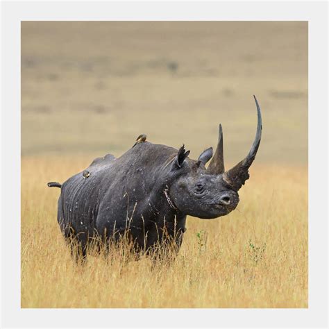 Karanja The Majestic Rhino With Africas Longest Horn Hasan Jasim