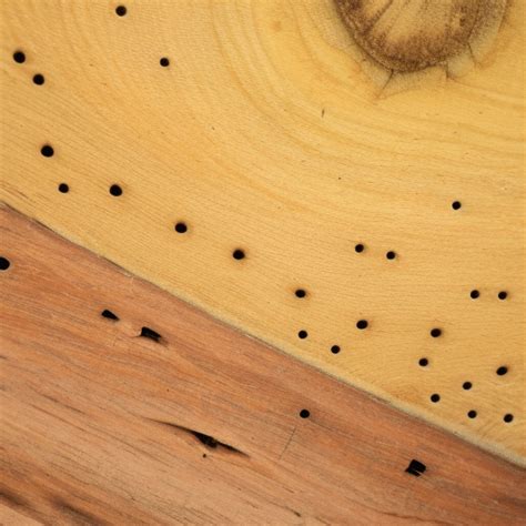 Does Wood Preserver Kill Woodworm Find Out Now House Happy