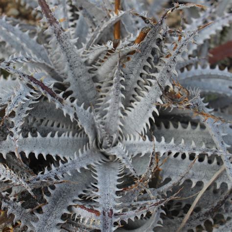 Dyckia Brittle Star Succulent Gardens