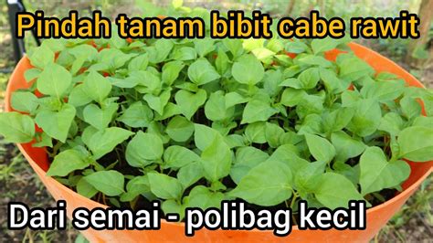 Cara Dan Waktu Yg Tepat Pemindahan Penanaman Bibit Cabe Rawit Dari