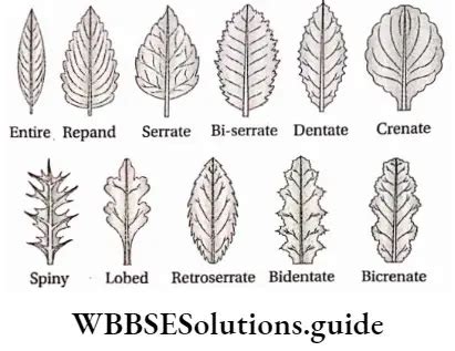 Morphology of Leaf - Structure, Types, Parts & Modifications - WBBSE ...