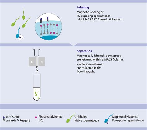 Macs Art Annexin V Principle Miltenyi Biotec 대한민국