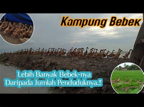 Desa Kroya Dan Desa Karanganyar Kampung Bebek Di Cirebon Jawa Barat