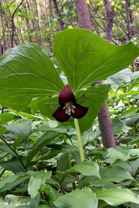 The Buckeye Botanist Guide To The Trillium Of Ohio