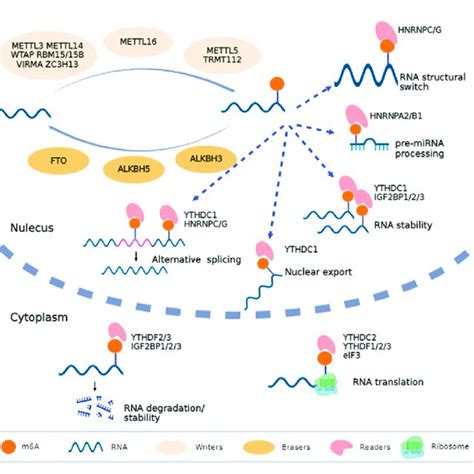 Biofunctions Of M 6 A In Rna Metabolism Rna M 6 A Is Methylated Under