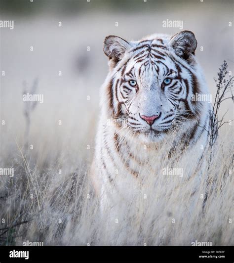 El tigre blanco fotografías e imágenes de alta resolución Alamy