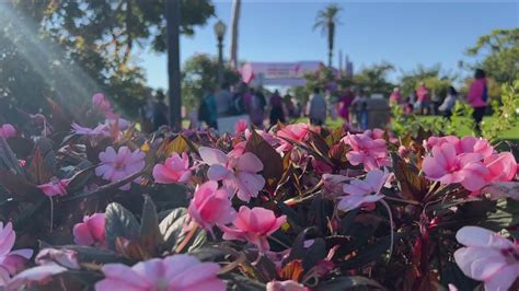 Thousands Attend The More Than Pink Walk For Susan G Komen Cbs8