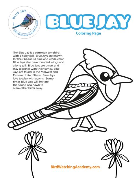 Blue Jay Coloring Page - Bird Watching Academy