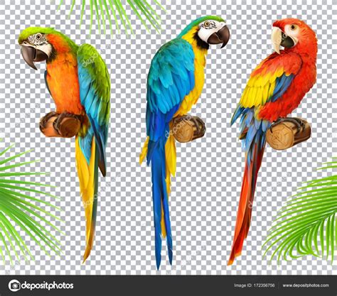 Ara Parrot Macaw Photo Realistic D Vector Icon Set Stock Vector By