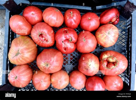 Tomato garden organic plant hi-res stock photography and images - Alamy