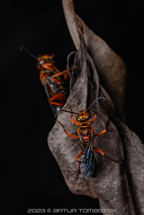 Sphex Sp Inglourious Reptiles Flickr