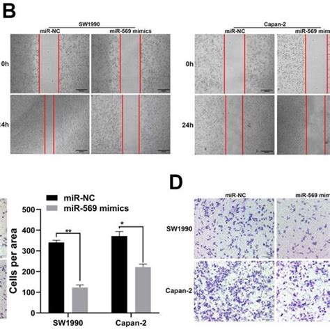 MiR 569 Inhibited The Migration And Invasion Of PC Cells In Vitro A