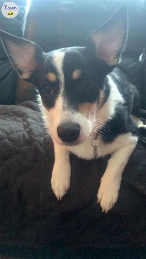 Corgi X Mini Aussie · Dogs in Edmonton · TownPost