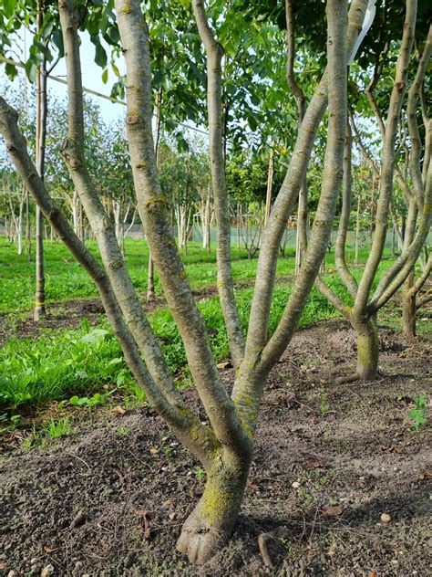 Een Oude Meerstammige Perzisch IJzerhout Kopen Ten Hoven