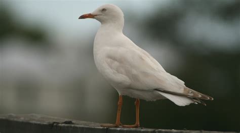 Silver Gull Birdlife Australia