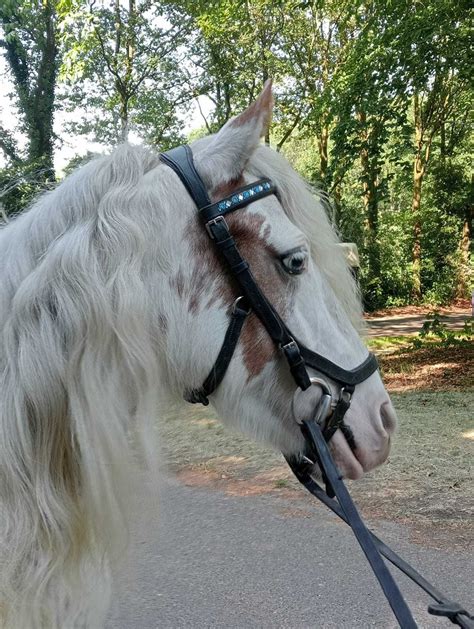 Kon Ujezdzenie Sport Klacz Tinker Irish Cob Kuc Grupa C Lubie Kujawski