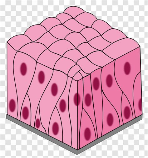 Simple Columnar Epithelium Pseudostratified Squamous Stratified ...