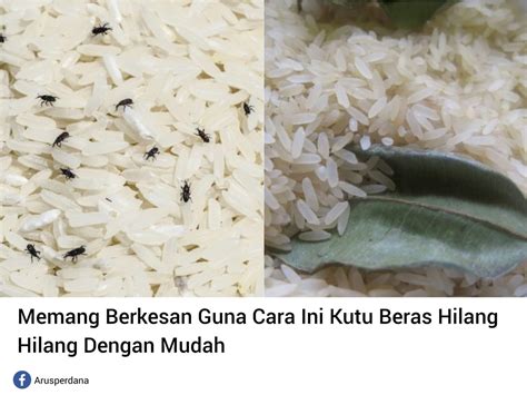 Memang Berkesan Guna Cara Ini Kutu Beras Hilang Dengan Mudah Arus Perdana