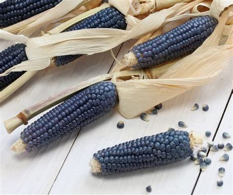 Rare Corn Seeds For Planting 25 Seeds Per Packet Blue Hopi Corn