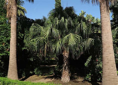 Livistona Australis Palmeras Y Jardines