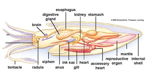 Digestion - Bigfin reef squid