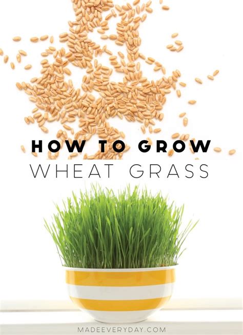 Grow Wheatgrass Made Everyday