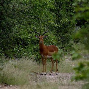 Impala South Africa | AfricaHunting.com