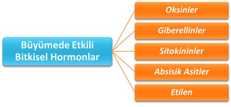 Bitki Gelişimini Düzenleyici Hormonlar Bahçe Bitkileri Ziraat Gıda