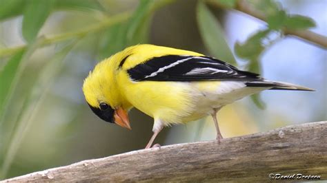 Chardonneret Jaune Marais Carbonneau Sherbrooke Quebec