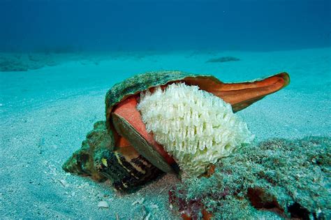 Horse Conch Triplofusus Giganteus Michael Patrick Oneill