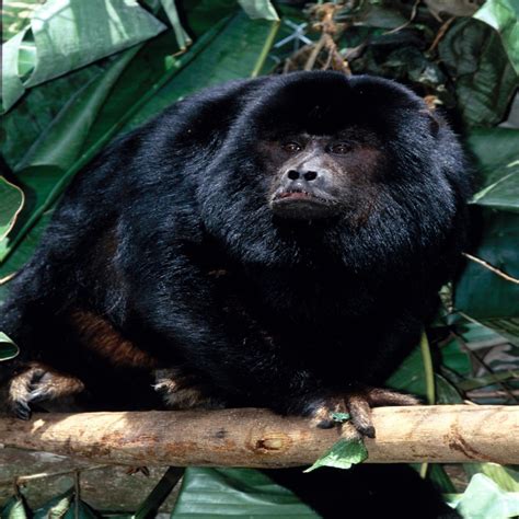 GUARIBA PRETO BLACK AND GOLD HOWLER MONKEY ING CENP